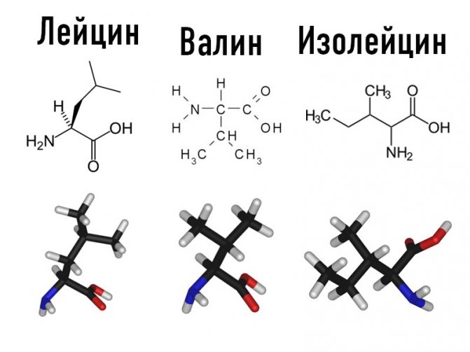 Що таке BCAA: правда про користь і шкоду комплексу