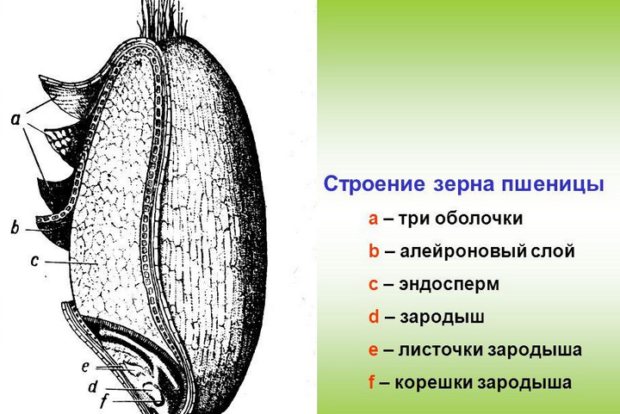 Калорійність Пшеничні зародки, сирі. Хімічний склад і харчова цінність.