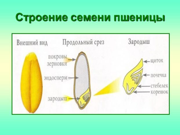 Калорійність Пшеничні зародки, сирі. Хімічний склад і харчова цінність.