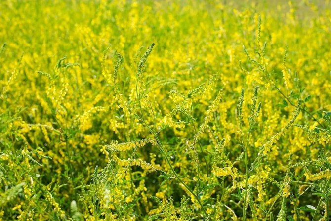 Буркун лікарський: корисні властивості та протипоказання