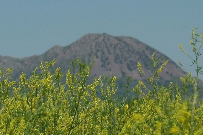 Буркун лікарський: корисні властивості та протипоказання