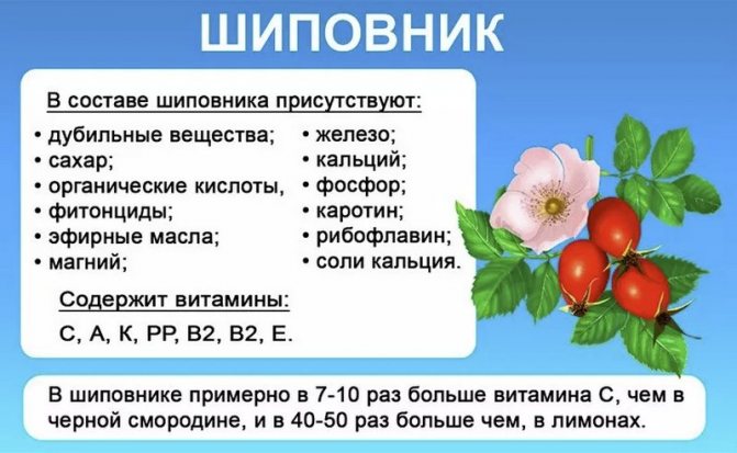 Відвар шипшини як приготувати, як пити, користь і протипоказання. Як правильно заварювати шипшина сушений в термосі, щоб зберегти вітаміни?