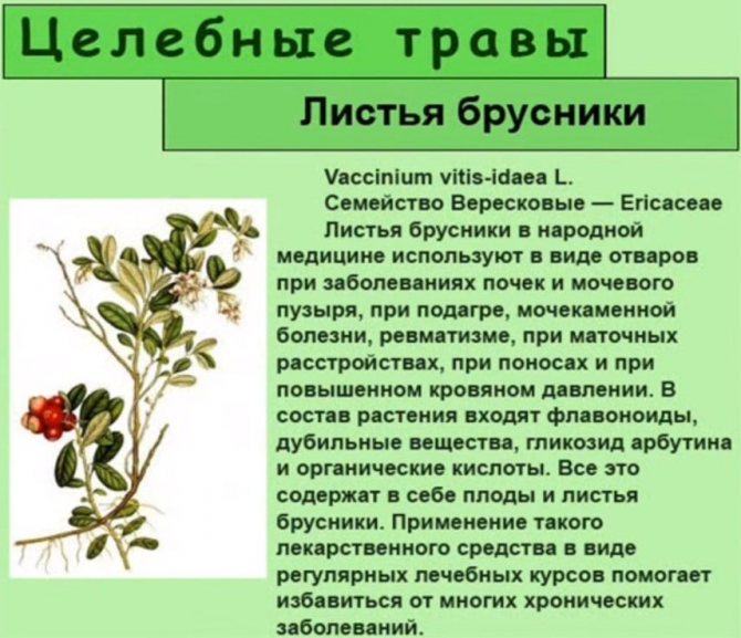 Листя брусниці: корисні властивості, застосування, протипоказання