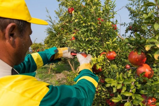 Користь і шкода гранатового чаю для організму, історія чаю