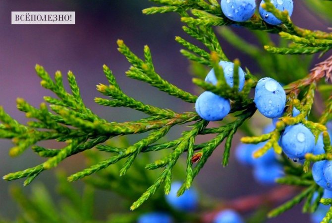 10 головних лікувальних властивостей ягід ялівцю, протипоказання, відгуки і народні рецепти