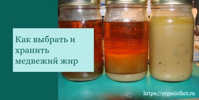 Ведмежий жир - лікувальні властивості і протипоказання, як приймати