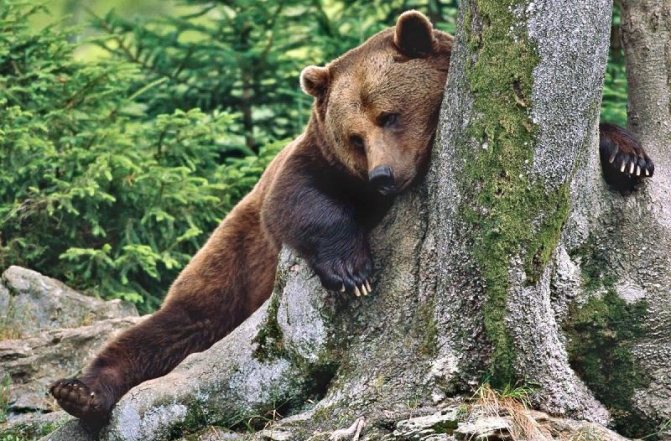 Ведмежий жир - лікувальні властивості і протипоказання, як приймати