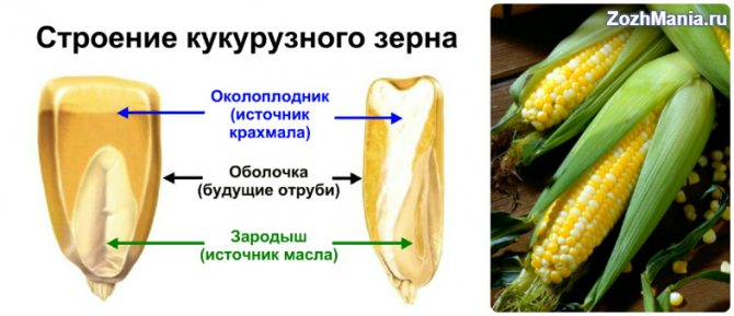 Як застосовувати кукурудзяну олію з максимальною користю