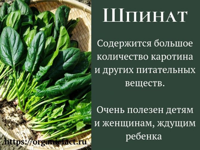 Чи варто включати шпинат в раціон? Корисні властивості для здоров'я жінки і протипоказання