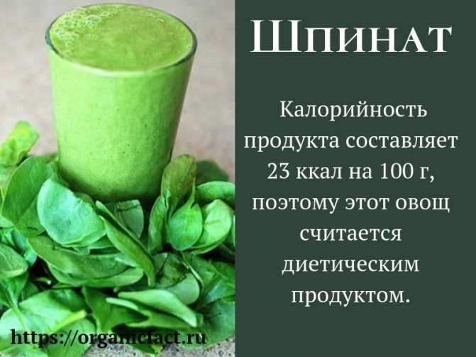 Чи варто включати шпинат в раціон? Корисні властивості для здоров'я жінки і протипоказання