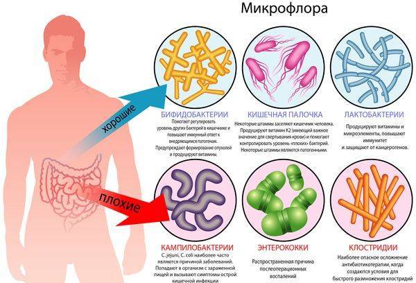 Яку користь можуть принести бактерії людині і якої шкоди завдати здоров'ю?