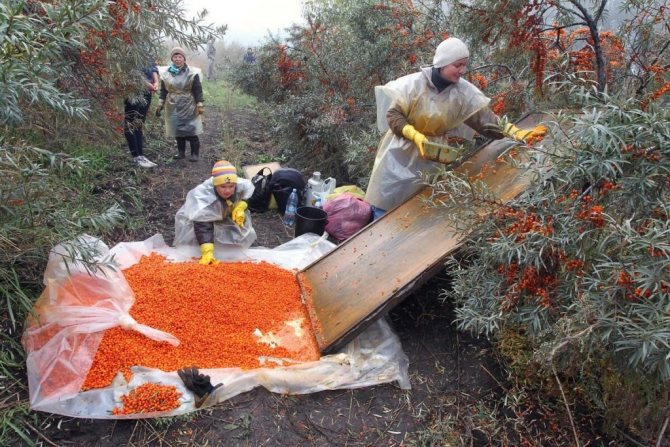 Обліпиховий чай користь і шкода для здоров'я, дослідження корисних властивостей