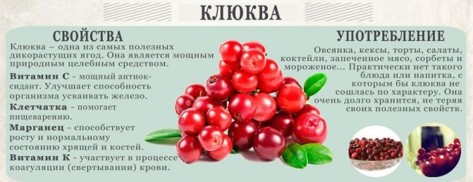 Журавлина: корисні властивості та протипоказання для чоловіків