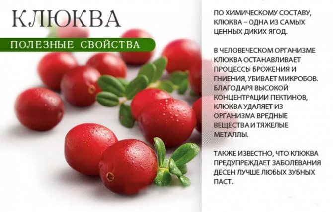 Журавлина: корисні властивості та протипоказання для чоловіків