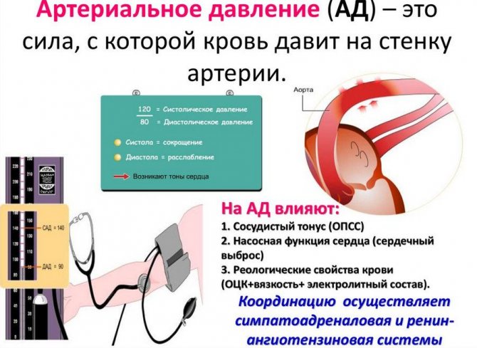 Журавлина: корисні властивості та протипоказання для чоловіків