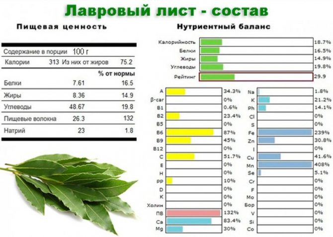 Лікувальні властивості і протипоказання лаврового листа