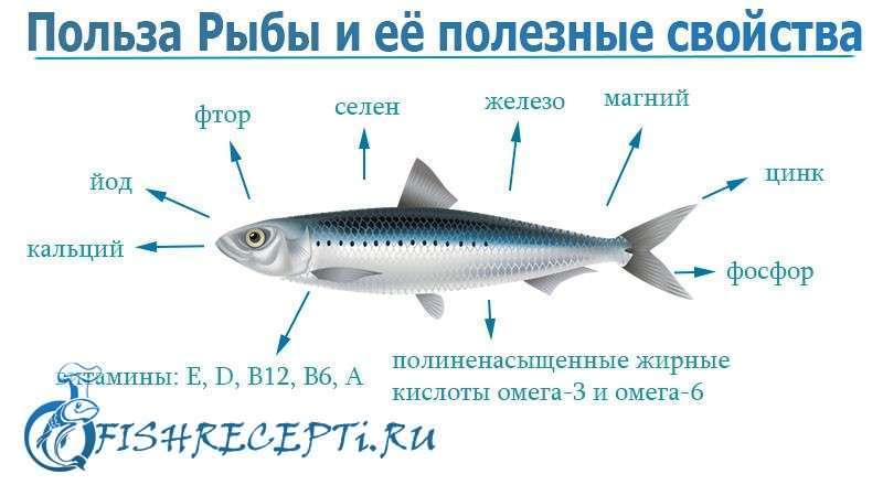 Кликач (риба): корисні властивості та рецепти приготування