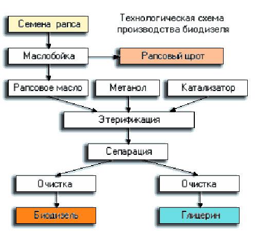 6 фактів про шкоду і користь ріпакової олії для людини