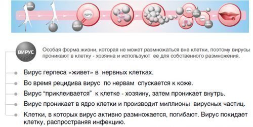 Період розвитку герпесу на губах