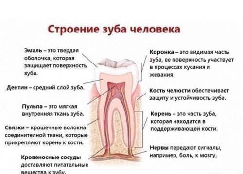 Будова зубної емалі і наслідки її руйнування